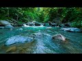Pure Nature Bliss 🌿 Flowing River and Birdsong for Stress Relief