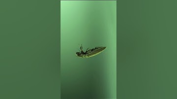 Cockroach Jump in Slow Motion