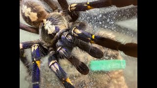 Poecilotheria metallica egg sack removal and rehouse