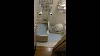 【使って貰ってみた】獣医師開発猫トイレと今まで使っていた猫トイレ