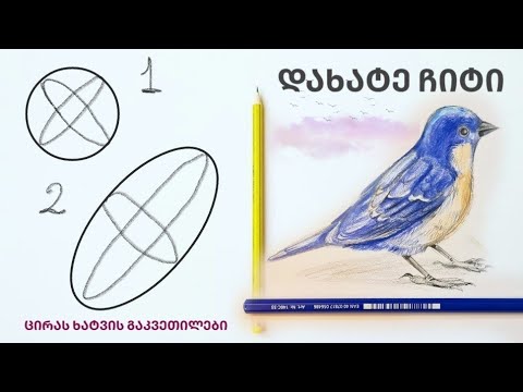 როგორ დავხატოთ ჩიტი|| bird drawing for beginners|| colored pencils