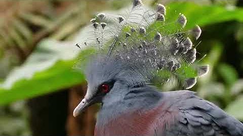 World Most Beautiful 10 Pigeons and doves Birds In The World Videos