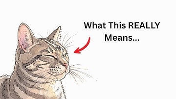 What It Really Means When Your Cat Blinks Slowly at You