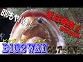 注目度No.1⁉BIG2WAYの釣れっぷりがヤバい!!v【近日発売】