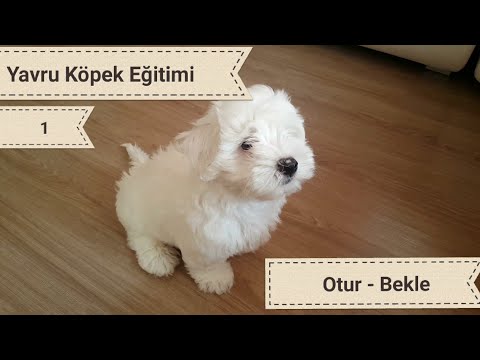 Video: Bir Kaniş Nasıl Yetiştirilir