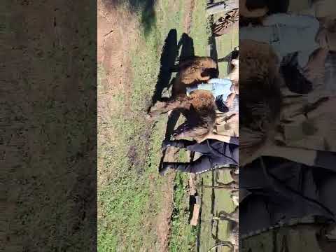 649515 088 408 85 94785983