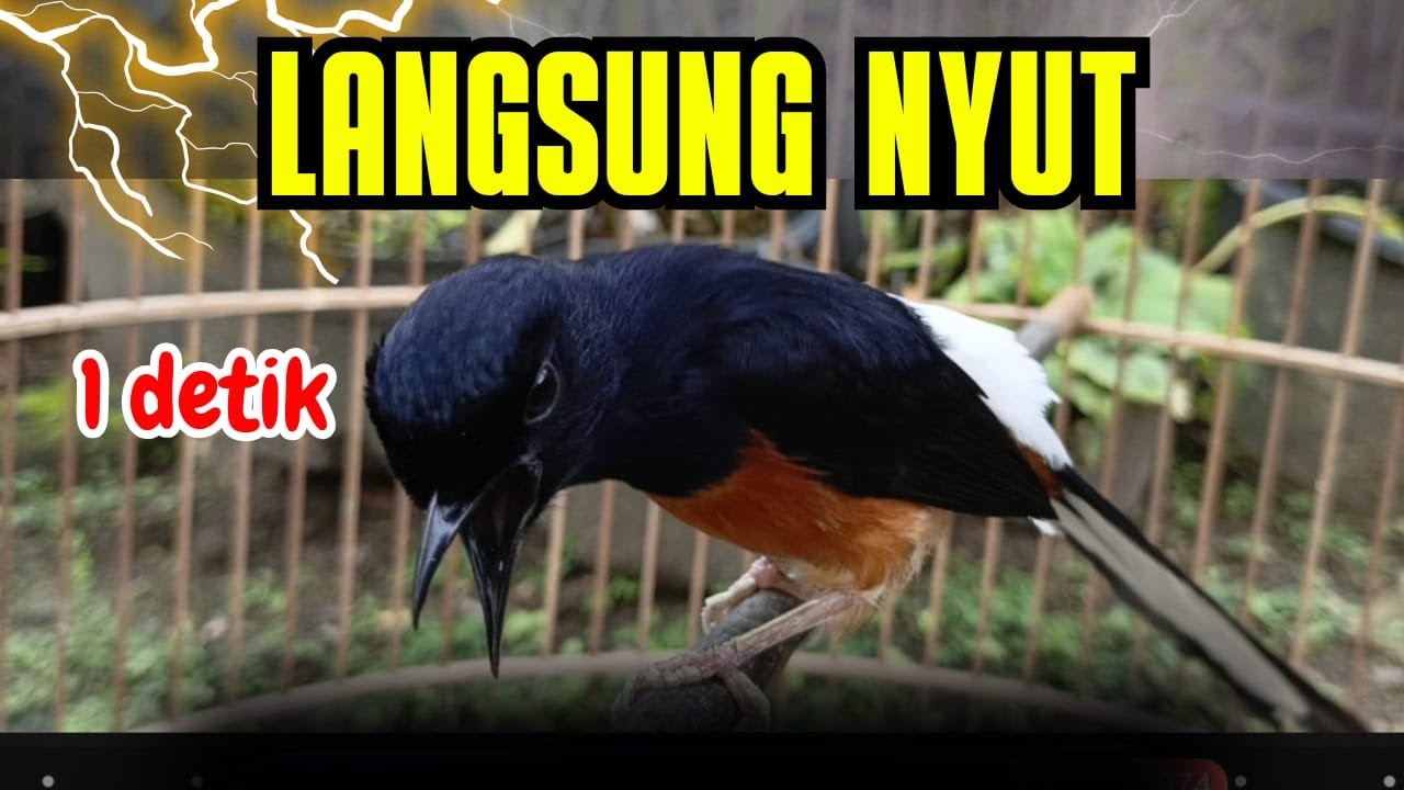 1DETIK PUTAR🔥PANCINGAN MURAI BATU GACOR PAGI-SORE SEKALI DENGAR MURAI BATU APAPUN LANGSUNG BUNYI