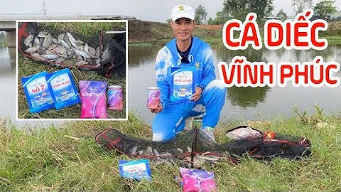 Khám phá điểm câu Diếc tự nhiên cực đẹp tại VĨNH PHÚC