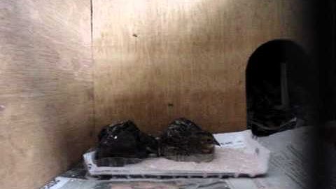 Quails Playing and Sandbathing