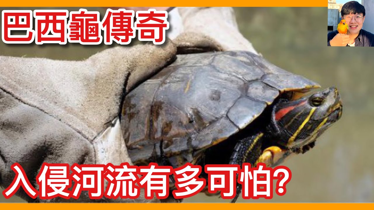 【瘋狂外來種EP8】巴西龜入侵有多可怕？原生龜種都要滅絕了！未來養烏龜將變違法了嗎？【太神奇了傑克】