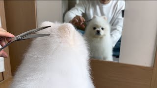 A dog that cuts its hair like a human by 뚜비TV 43,127 views 2 months ago 5 minutes, 44 seconds