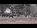 30 hyenas, 8 lions and 2 buffalo fighting over a kill. Incredible wildlife action in Kenya.