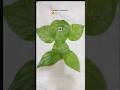 eco friendly ganesha🙏🏵️🌼#shorts #ytshorts #shortsfeed #decoration #diy #ecofriendly #ganeshchaturthi
