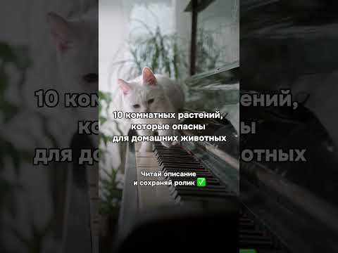 10 комнатных растений, которые опасны для домашних животных #shorts