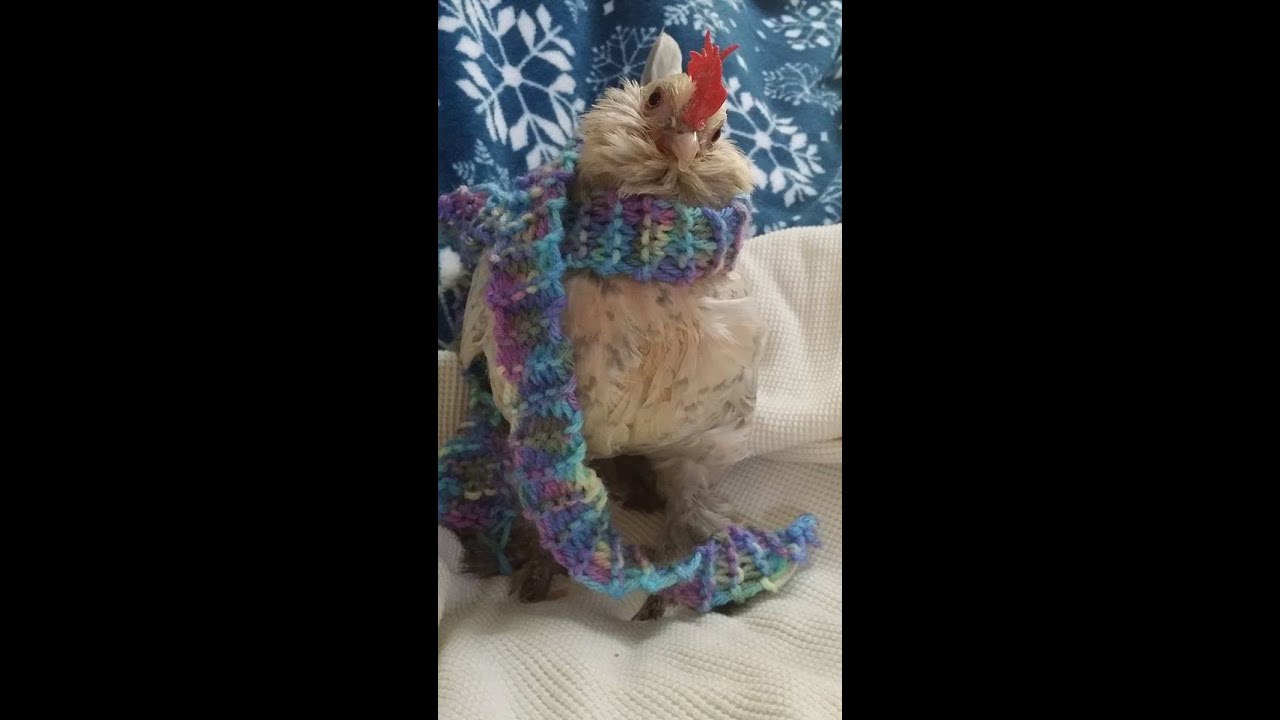 How to make a Chicken Diaper - YouTube how-to-make-a-chicken-diaper-youtube