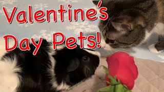 Cute Pets that want to be Your Valentine! by Rebecca's Pet Care 217 views 3 years ago 1 minute, 51 seconds