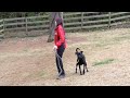 Board and Train, Jetta, Lab Mix, Day 1: Evaluation Walk, Follow, Recall, Free Board and Train, Jetta, Lab Mix, Day 1: Evaluation Walk, Follow, Recall, Free