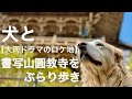 【犬と散歩 #7】書写山圓教寺をぶらり歩き