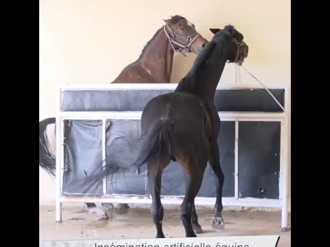 Vidéo: Les Compagnies Aériennes S'attaquent Aux Animaux De Soutien Affectif, à L'exception Des Mini-chevaux