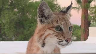 Cute Arizona Bobcat Turns Spooky When She Sees She's Being Watched