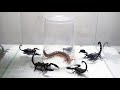 Huge Centipede and 5 Scorpions