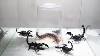 Huge Centipede and 5 Scorpions