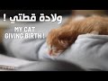 ولادة  قطتي | ردة فعل بساسي الثانيه | MY CAT GIVING BIRTH