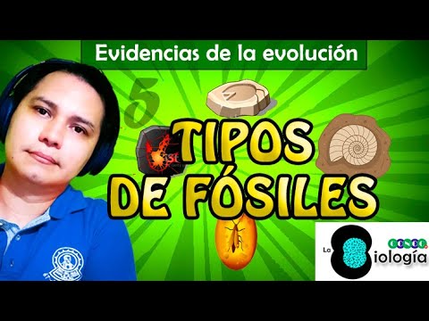 Video: ¿Qué son los fósiles? ¿Qué nos dicen sobre el proceso de evolución?