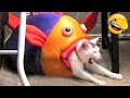 Try Not To Laugh 😂 Funny Cat Videos 2023 😍 Funniest Animal Videos | Part 5