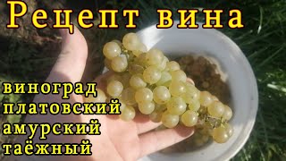 рецепт вина из винограда АМУРСКИЙ ТАЕЖНЫЙ ПЛАТОВСКИЙ
