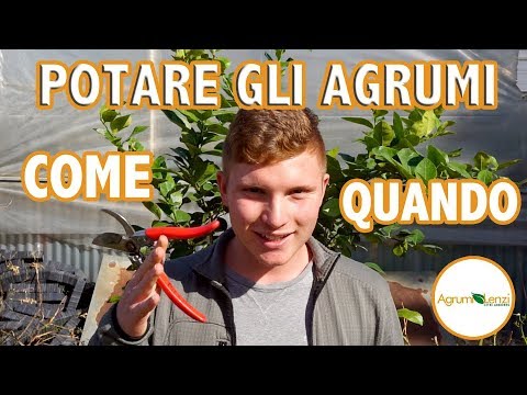 Video: Suggerimenti per tagliare gli agrumi: impara come potare un albero di agrumi
