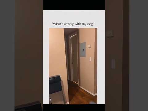 Dogs being idiot part 4 #funnydog #cutedog #doglover #dog