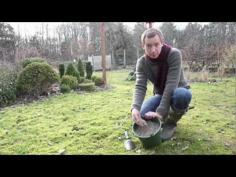 Vidéo: Problèmes de pelouse spongieuse : comment traiter le chaume de la pelouse