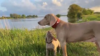 Die Weimaraner Welpen  Woche 9 an der Elbe