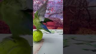 Bird Training  Smart Lovebird Parrot  Smart Little Cute Parrot #Training #Smartparrot #Cute