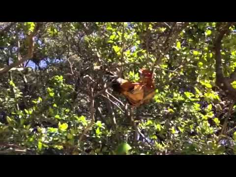Rooster fail