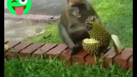 Monkey enjoying durian | monyet makan durian