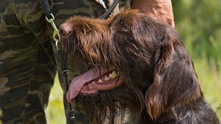 Caring for a German Wirehaired Pointer: Common Health Issues and Management Tips