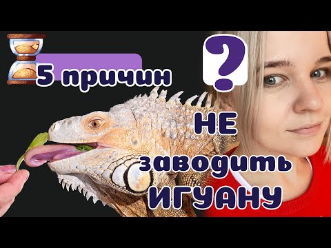 5 причин НЕ заводить ИГУАНУ. Гигантская Бестия!