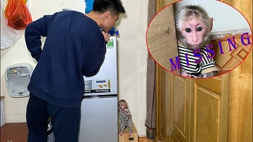 Baby monkey NaNa plays hide and seek with his father!