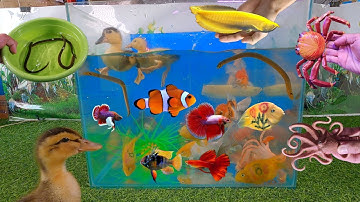 Tổng hợp các loại cá cảnh đẹp, động vật dễ thương, cá rồng abino, cá oranda đuôi lụa, vịt, bạch tuộc