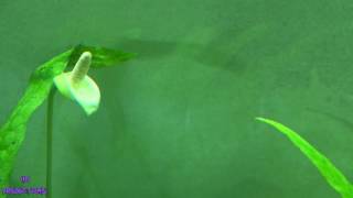 ⟹ ANUBIAS | Anubias hastifolia | ANUBIAS FLOWER