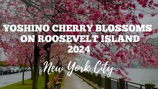 Yoshino Cherry Blossoms on Roosevelt Island in New York City April 3, 2024