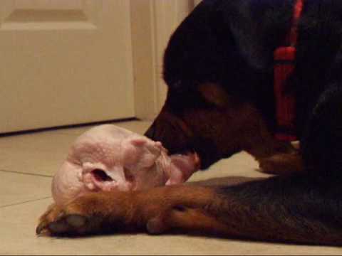 dog eats whole chicken