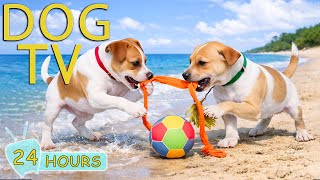 Download Lagu DOG TV: Ultimate Anti-Anxiety Videos for Dogs to Watch When Home Alone - No-Stress Music for Dogs MP3