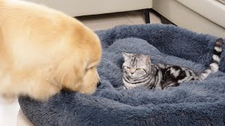 Kitten Takes Over Golden Retriever's Favorite Bed