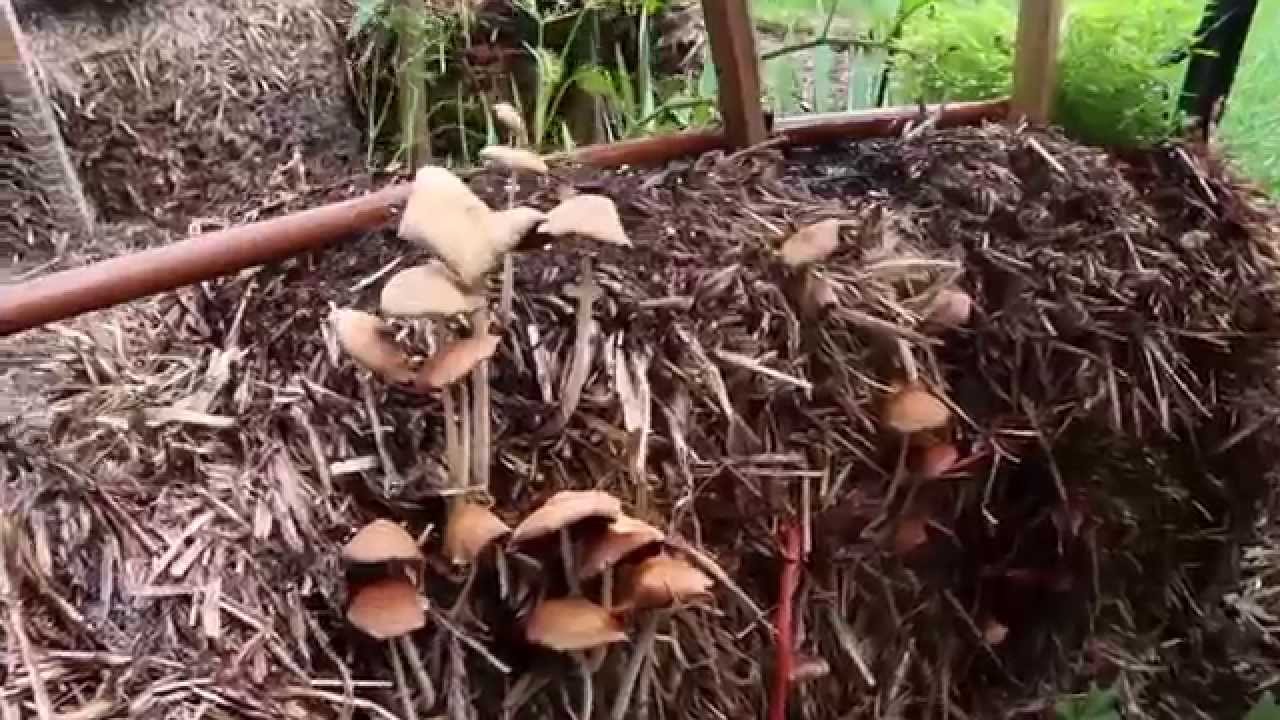 Straw Bale Garden Mushrooms In The