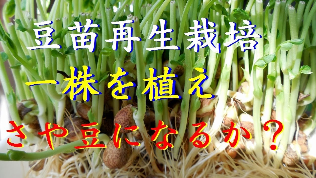 豆苗再生栽培 エンドレス 豆苗を食べた後プランターに植え えんどう豆を二回収穫 リボベジ Youtube