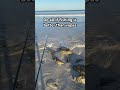 “Do all!” #Fishing#FishingLife#shorts