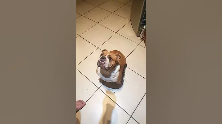 FUNNY DOG! English Bulldog reflexes in slow mo .. LMAO!!!